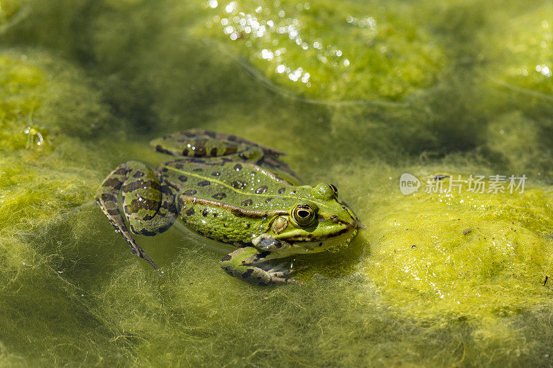 塘蛙(Pelophylax kl. esculentus, Pelophylax“esculentus”，Rana“esculenta”)